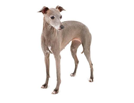 Italian Greyhound