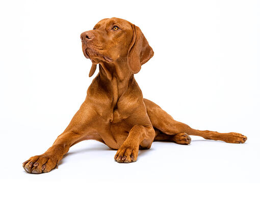 Hungarian Vizsla