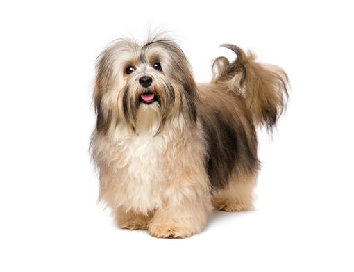 Havanese