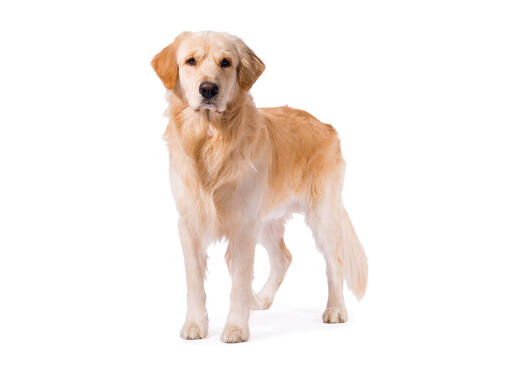 Retriever (Golden)