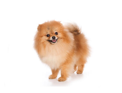 German Spitz (Klein)