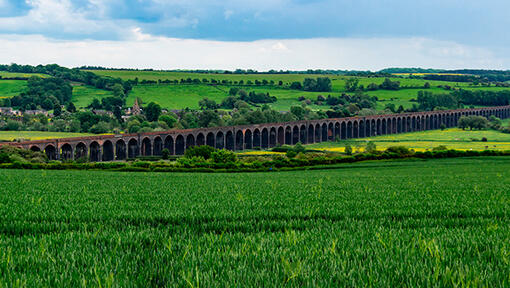 Green field