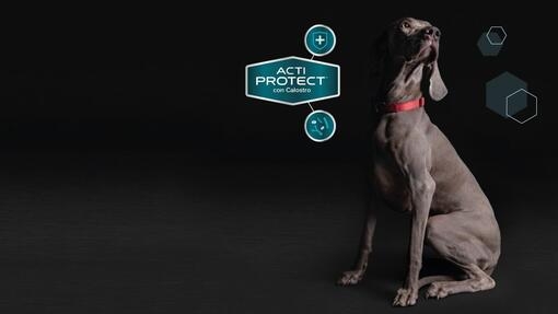 Purina® Pro Plan® Expert