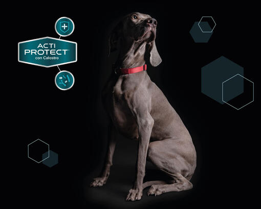 Purina® Pro Plan® Expert​