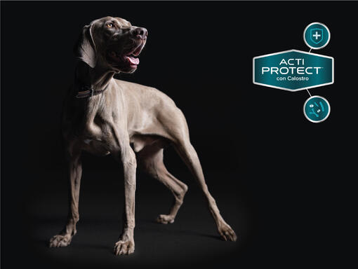 Purina® Pro Plan® Expert
