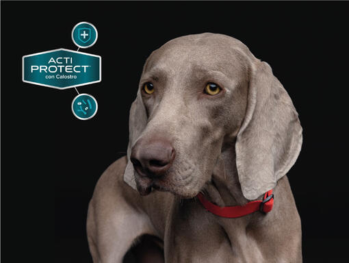 Purina® Pro Plan® Expert