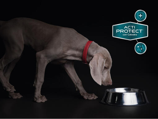 Purina® Pro Plan® Expert