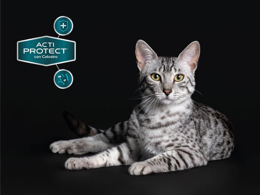 Purina® Pro Plan® Expert