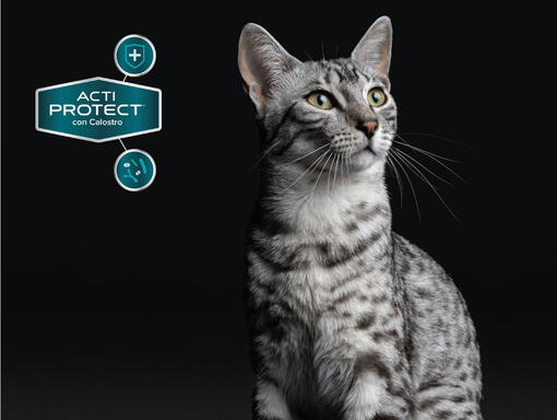 Purina® Pro Plan® Expert