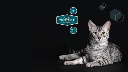 Purina® Pro Plan® Expert