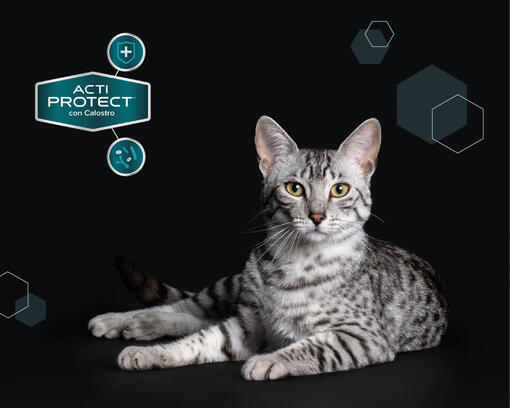 Purina® Pro Plan® Expert