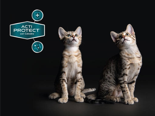Purina® Pro Plan® Expert