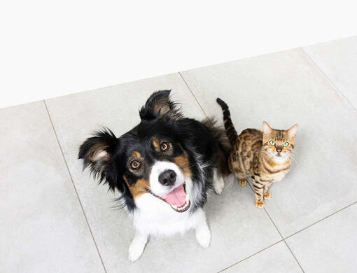 Σκύλος και γάτα που κοιτάζουν προς τα πάνω