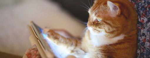 Cat looking at the ipad