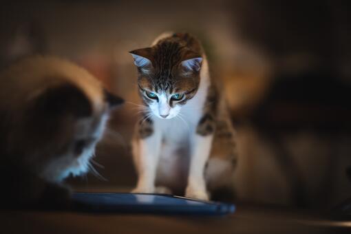 cat tapping ipad screen
