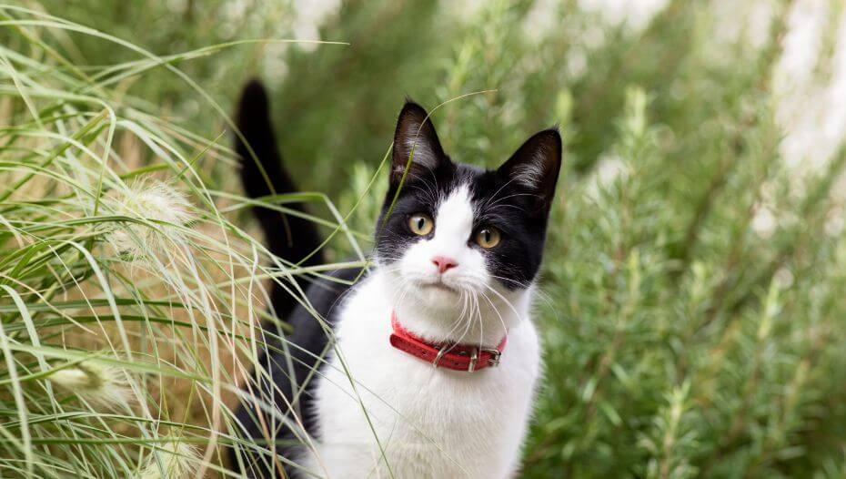Harmful Substances and Poisonous Foods for Cats 1 Cat in long grass