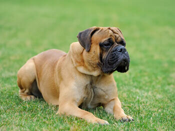 Bull dog on grass Σκύλος ταύρος στο γρασίδι