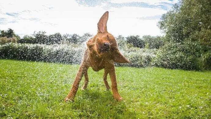 Dog Chow Dog Chow